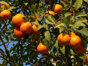 Orange farming workers comp fl