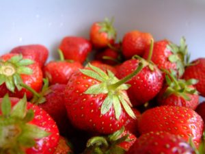 Strawberry farming workers comp fl