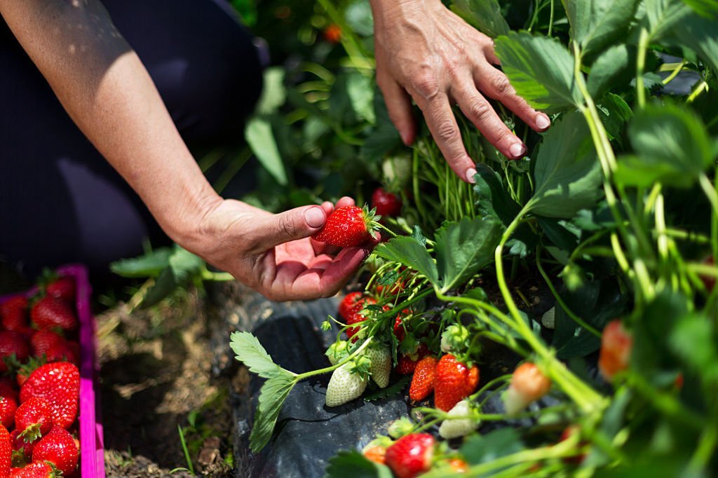 florida strawberry farming1