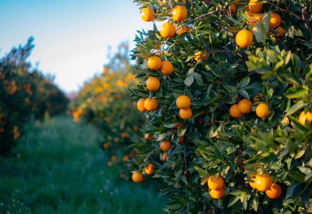 orange farming