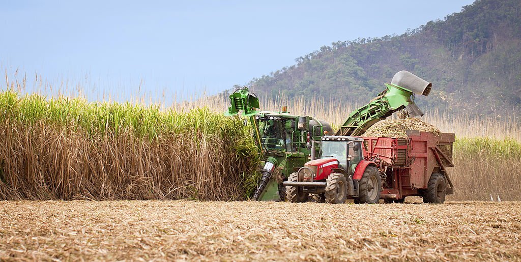 sugarcane farming1